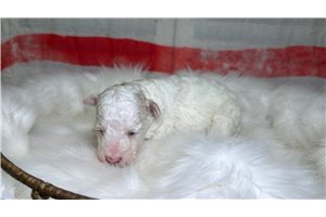 Opal - puppy for sale