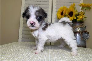 Owen - Goldendoodle, Mini for sale