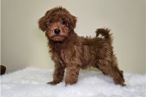 Nate - Mini Goldendoodle for sale