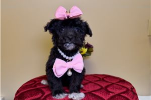 Onyx - Goldendoodle, Mini for sale
