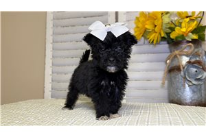Onyx - Goldendoodle, Mini for sale