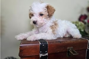 Chance - Goldendoodle, Mini for sale