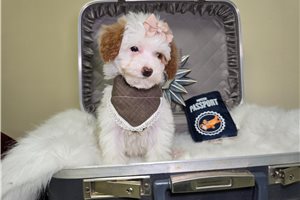 Norma - Goldendoodle, Mini for sale