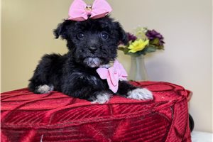 Onyx - Goldendoodle, Mini for sale