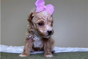 Orchid - Goldendoodle, Mini for sale