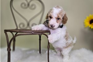Michael - Goldendoodle, Mini for sale
