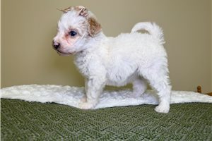 Opal - Goldendoodle, Mini for sale