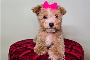 Catrina - Goldendoodle, Mini for sale