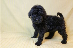 Valter - Goldendoodle, Mini for sale