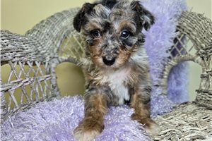 Charlie - Goldendoodle, Mini for sale