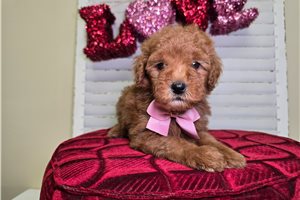 Nick - Goldendoodle, Mini for sale