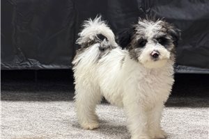 Owen - Mini Goldendoodle for sale