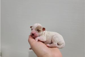 Gene - puppy for sale