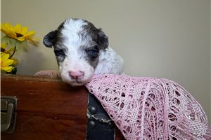 Owen - Goldendoodle, Mini for sale