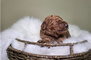 Madeline - Goldendoodle, Mini for sale