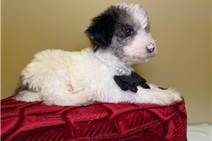 Owen - Goldendoodle, Mini for sale