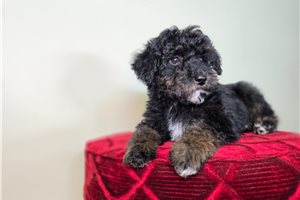 Chester - Goldendoodle, Mini for sale