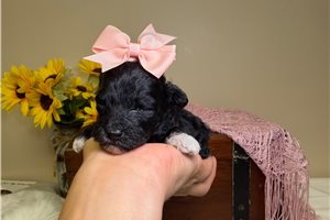 Onyx - Goldendoodle, Mini for sale
