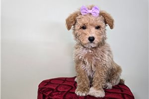 Colleen - Goldendoodle, Mini for sale