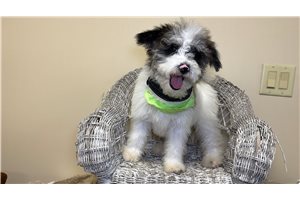 Owen - puppy for sale