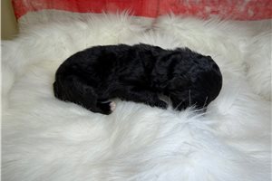 Onyx - puppy for sale