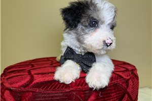 Owen - Goldendoodle, Mini for sale