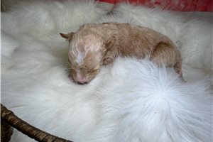 Orchid - puppy for sale