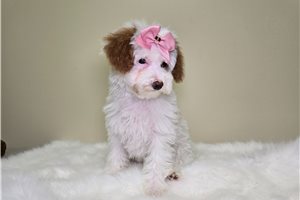 Norma - Goldendoodle, Mini for sale