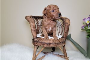 George - puppy for sale