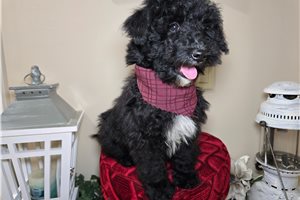 Carl - Goldendoodle, Mini for sale