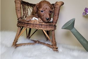 Gracie - Mini Goldendoodle for sale