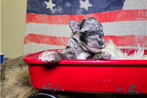 Chloe - Goldendoodle, Mini for sale