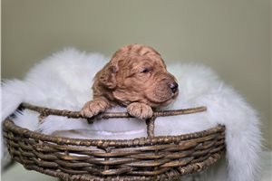 Madison - Goldendoodle, Mini for sale