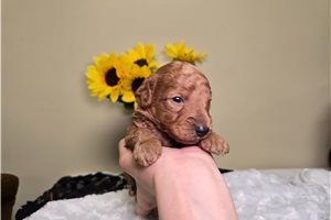 Matthew - Mini Goldendoodle for sale