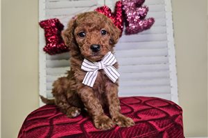 Nate - Goldendoodle, Mini for sale