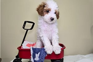 Nemo - Goldendoodle, Mini for sale