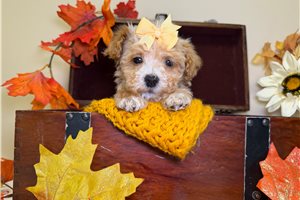 Orchid - Goldendoodle, Mini for sale