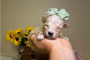 Orchid - Goldendoodle, Mini for sale