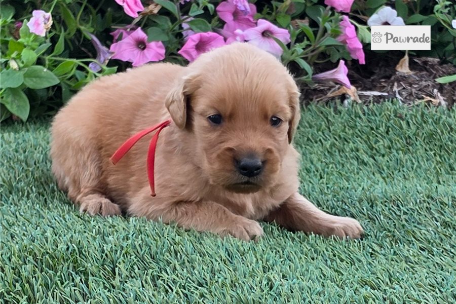 Plum - Golden Retriever for sale
