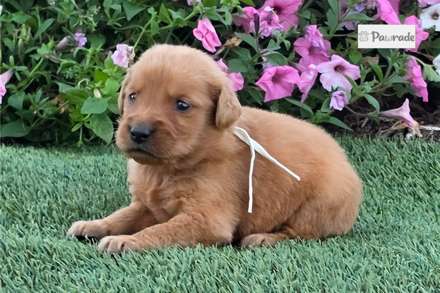 Pascal - Golden Retriever for sale