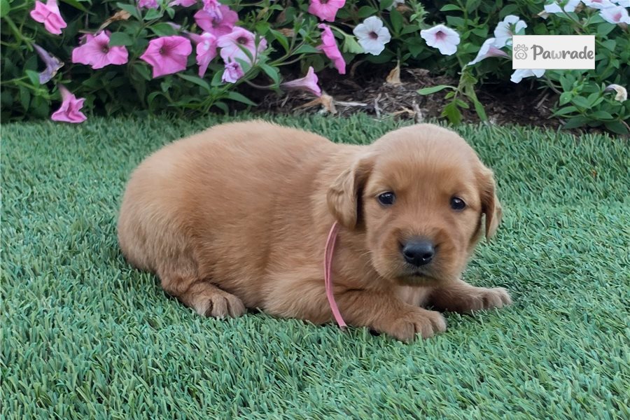 Paloma - Golden Retriever for sale