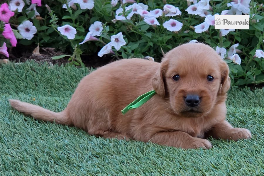 Pixie - Golden Retriever for sale