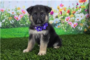 Natalie - German Shepherd for sale