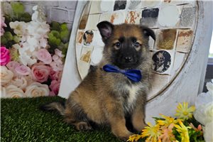 Lexx - German Shepherd for sale
