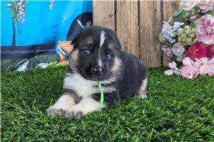 Nigel - puppy for sale