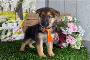 Montgomery - German Shepherd for sale
