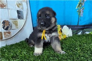 Nicolas - puppy for sale