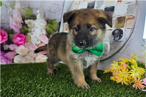 Liam - German Shepherd for sale