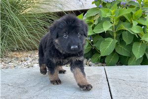 Victoria - puppy for sale