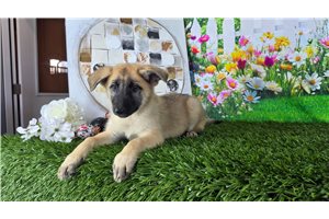 Lily Bell - German Shepherd for sale